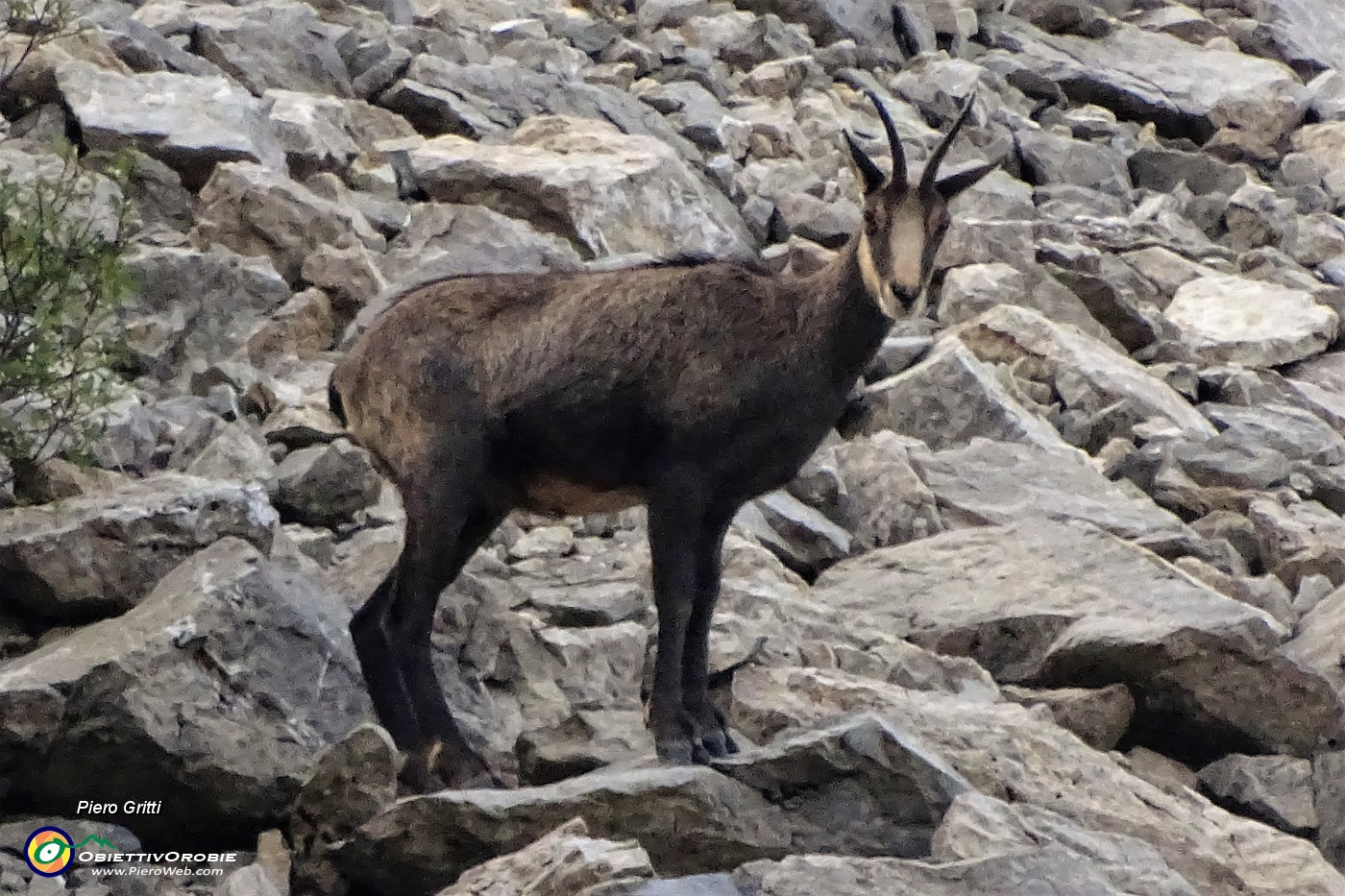 16 Camosci alla ricerca di pascolo.JPG